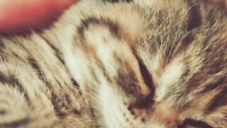 How cute kitty ????#cat baby #