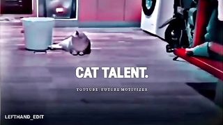 Cat talent