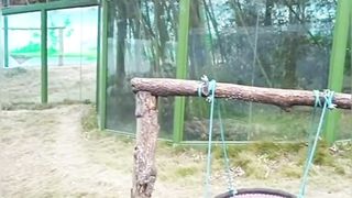 funny panda viral #shorts