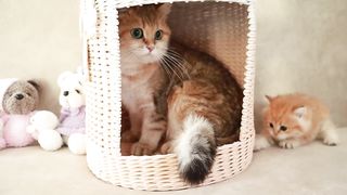 Mom Cat playing and talking to her Cute Meowing baby Kittens 2023
