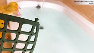 cute baby ducks swim in the  bath 2023