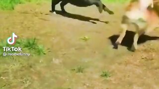 Top Funny Animals Videos in 2023  #Shorts #Viral
