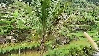 The natural scenery of the Cianjur Citambur waterfall