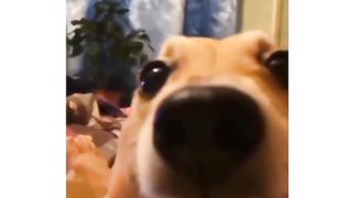 Funny dog 24