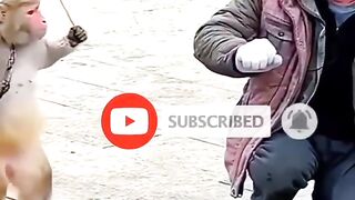 Monkey the boss#shotfeed#shortvideo.