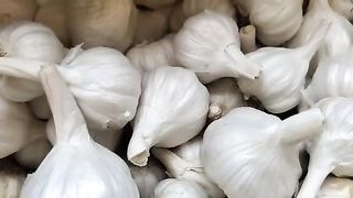 11100 रूपए/कुंटल के भाव से बिचा लहसुन