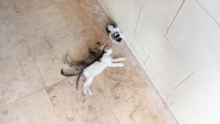 Funny kittens are sleeping at ease