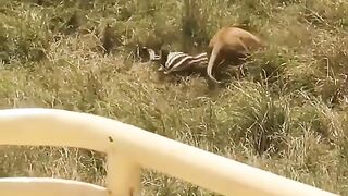 ZEBRA WENT VIRAL