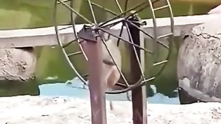 MONKY KA MASKAR
