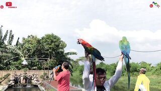 Free Fly Macaw