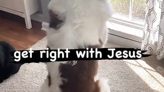 Before You Break Into My House... Funny Dog Videos 2023