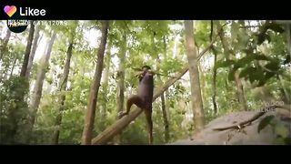 TIGER GONE VIRAL