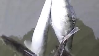 MORE FISH