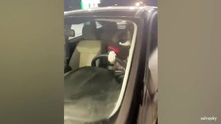 FUNNIEST Animals - Best of May 2023