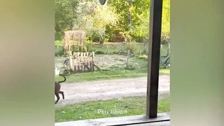 Dogs Vs Other Animals ???????? : Who Is The Funniest | Pets Island