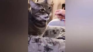 #39 Funny Actions of 2 Cats ???? , Video Funny Animals 2023 ????