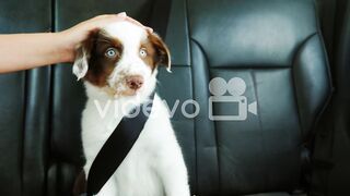 Puppy 4