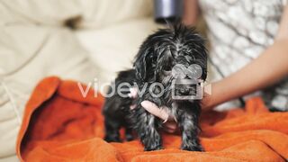 Puppies 3