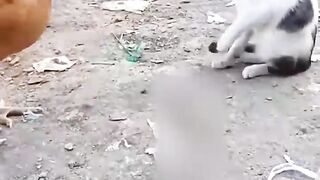 Cat vs Chicken_ Watch What Happens Next and Get Ready to Laugh in 2023