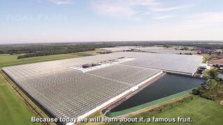 Awesome Hydroponic Strawberries Farming - Modern Agriculture Technology - Strawberries Harvesting