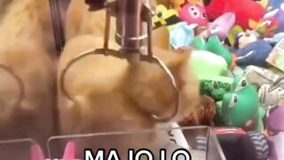 Claw Machine Cat