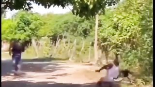 ARANHA GIGANTE