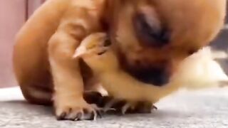 Funny animals 58