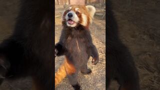 Red panda can smell TREATS