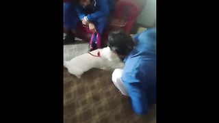 funny cats,funny animals,funny cat videos,funny dogs,funny video,funny cat,funny pets,funny dog videos,funny animal videos