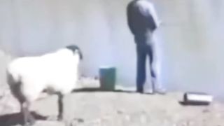 Funny animals videos 6
