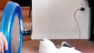 Funny Cat 23