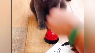 SMART CAT WENT VIRAL