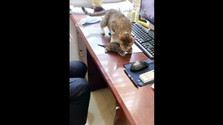 Funniest Cats And Dogs Video ????????