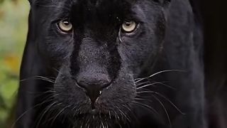 Amazing Powerful Big Cat Beautiful Nature view