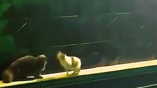 Funny animals 59