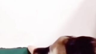 Funny cat 64