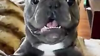 funny cute animals moments