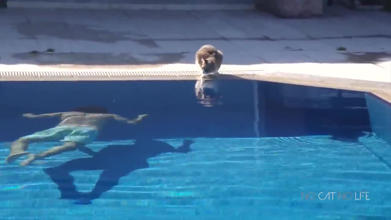 Scaredy Cats Compilation 4