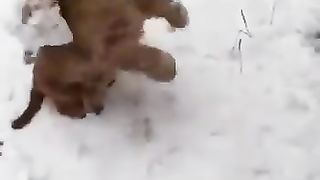 funny cute animals moments#2