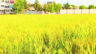 سهار ښایسته هوا