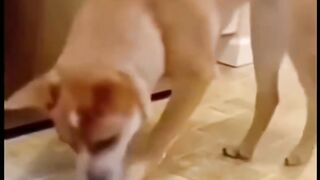 TikTok Compilation Funny Animals