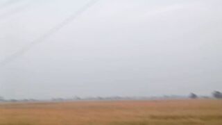 Rice fields