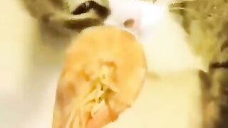 funny animal moments#4