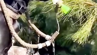 funny animal moments#3