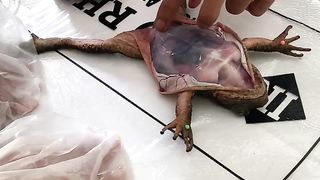 Proses pembedahan kodok praktik biologi