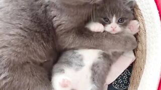 Very cute kittens with their mumma
