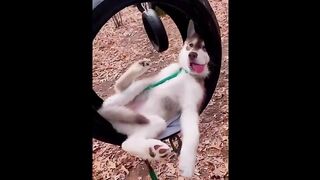 CUTE ANIMALS COMPILATION