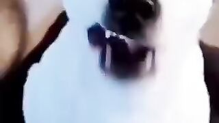 funny short video of animal