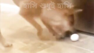 while playing with eggs ! ।।ডিম নিয়ে খেলতে গিয়ে !