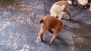 GOAT BABY PLAYING.